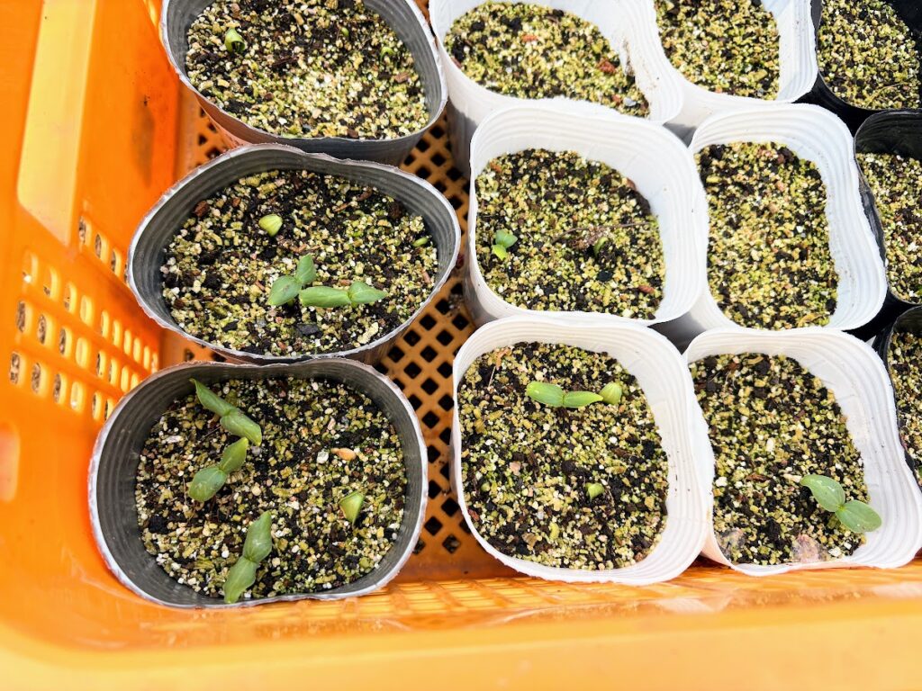 IMG_6986-1024x768 あらたふと青葉若葉の日の光（芭蕉）