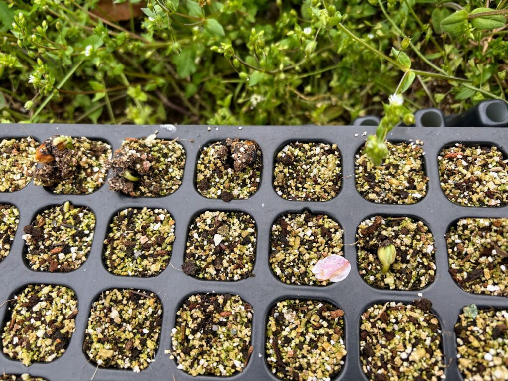 IMG_6988-1024x768 あらたふと青葉若葉の日の光（芭蕉）