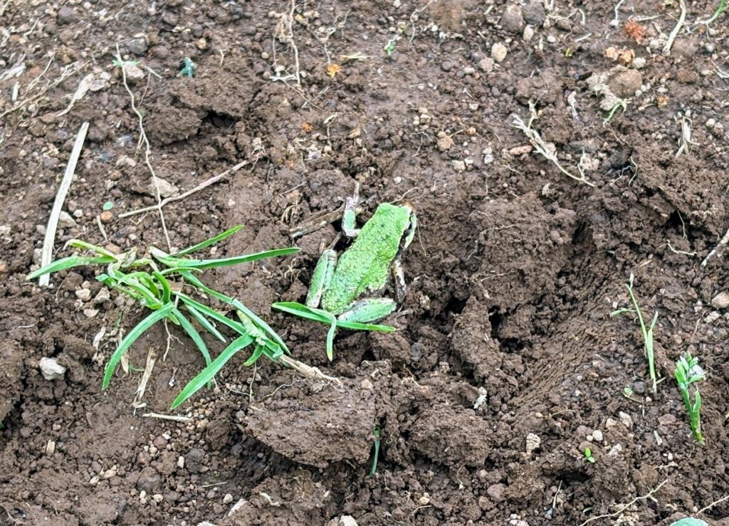 IMG_6993-1024x739 あらたふと青葉若葉の日の光（芭蕉）