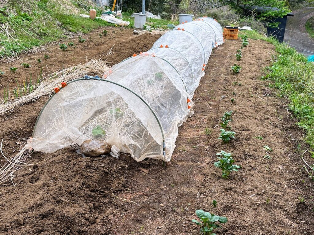 IMG_7005-1024x768 あらたふと青葉若葉の日の光（芭蕉）