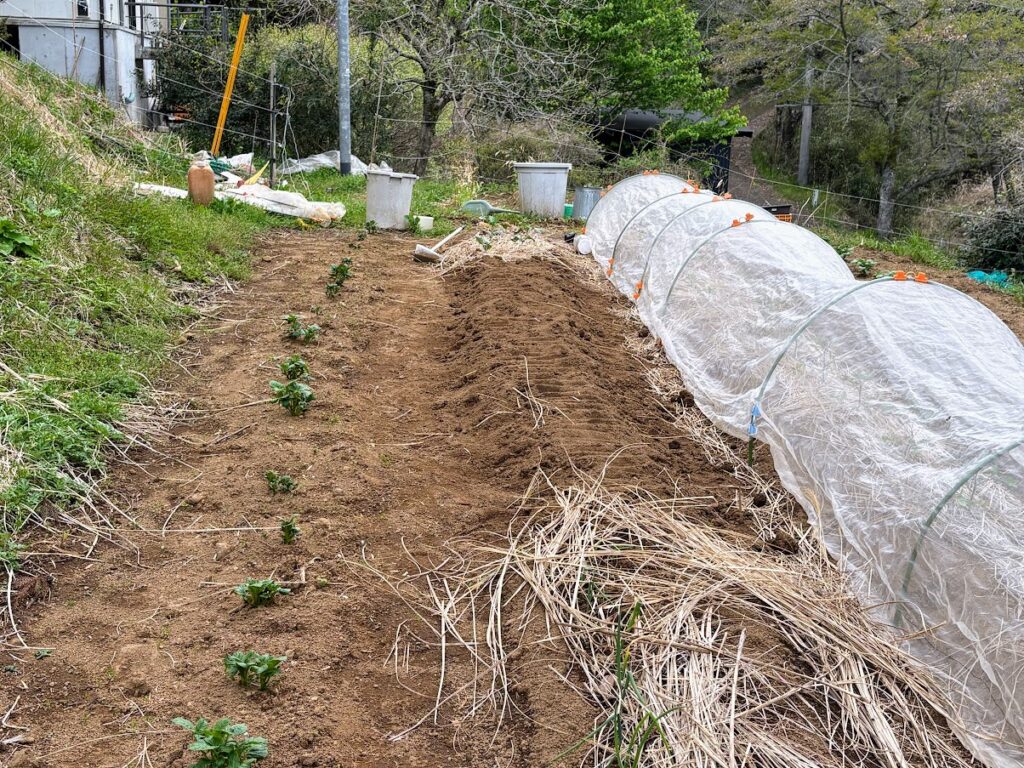 IMG_7006-1024x768 あらたふと青葉若葉の日の光（芭蕉）