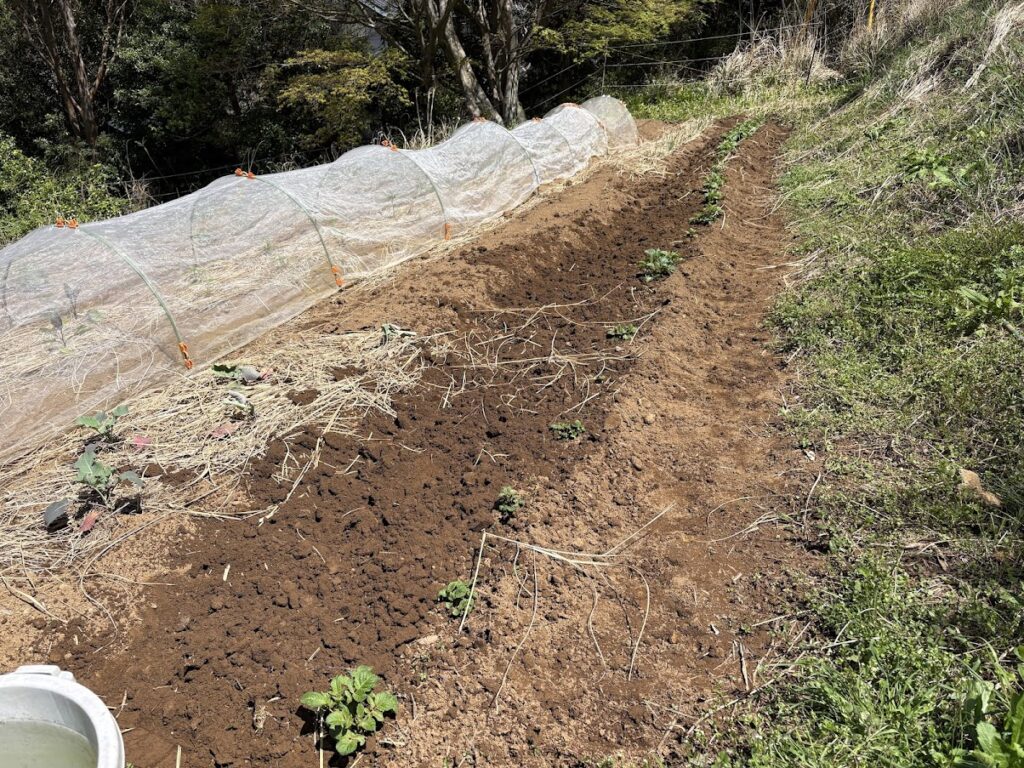 IMG_7035-1024x768 春ジャガの追肥+土寄せ(中耕)