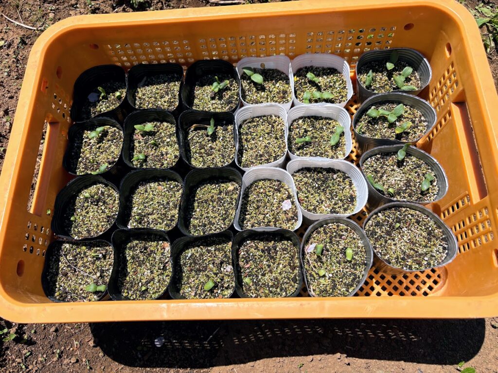 IMG_7036-1024x768 春ジャガの追肥+土寄せ(中耕)