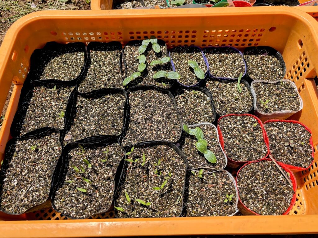 IMG_7038-EDIT-1024x768 春ジャガの追肥+土寄せ(中耕)