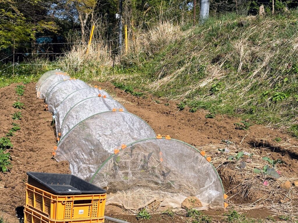 IMG_7043-1024x768 春ジャガの追肥+土寄せ(中耕)