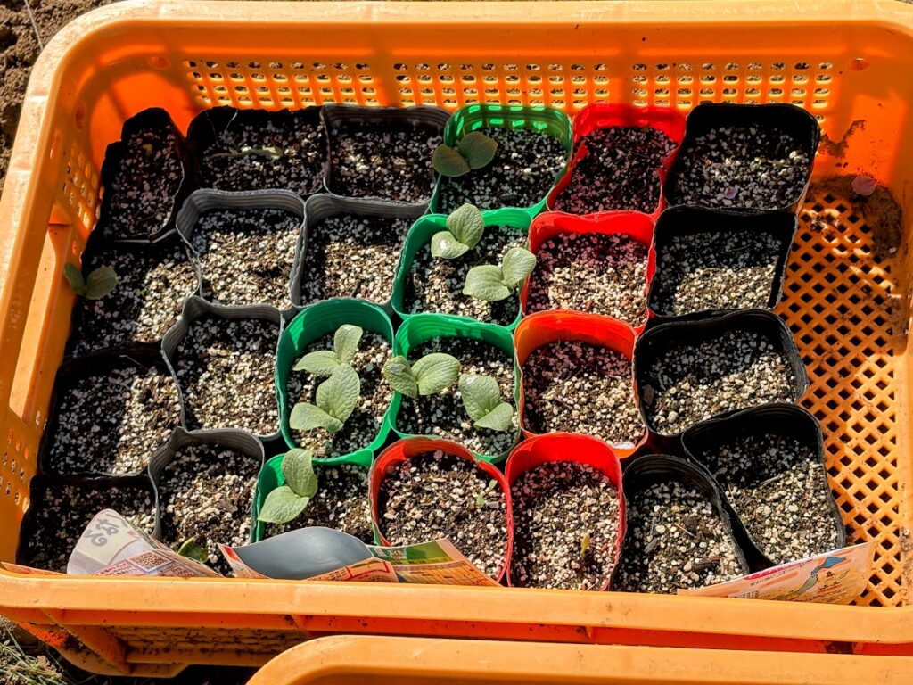 IMG_7047-EDIT-1024x768 春ジャガの追肥+土寄せ(中耕)