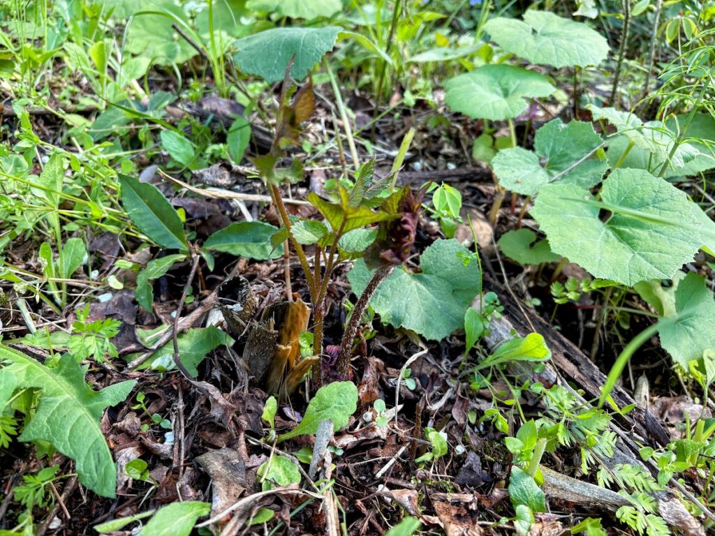 IMG_7048-EDIT-1024x768 春ジャガの追肥+土寄せ(中耕)