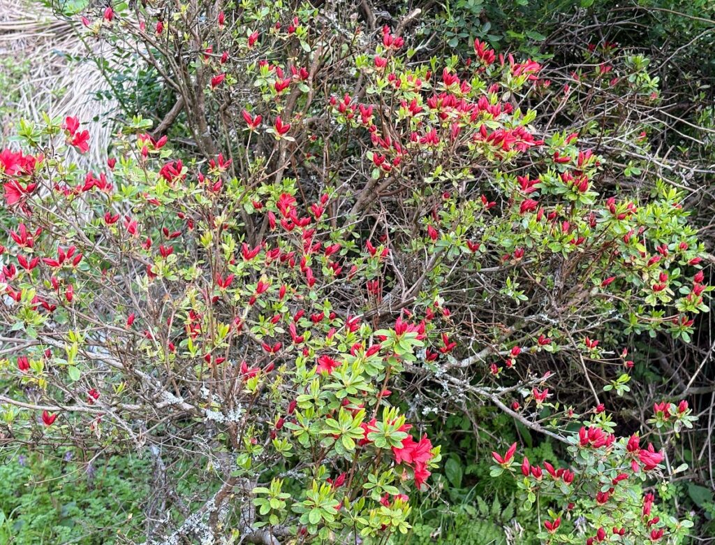 IMG_7051-1024x780 春ジャガの追肥+土寄せ(中耕)