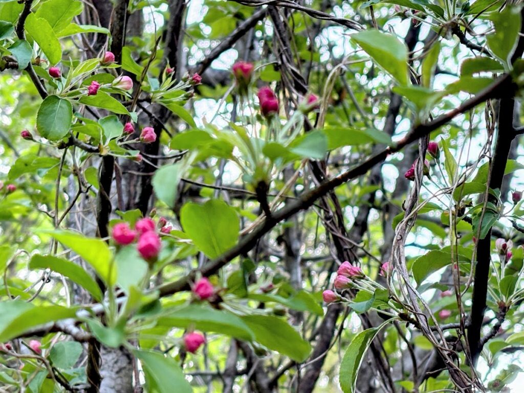 IMG_7055-EDIT-1024x768 春ジャガの追肥+土寄せ(中耕)