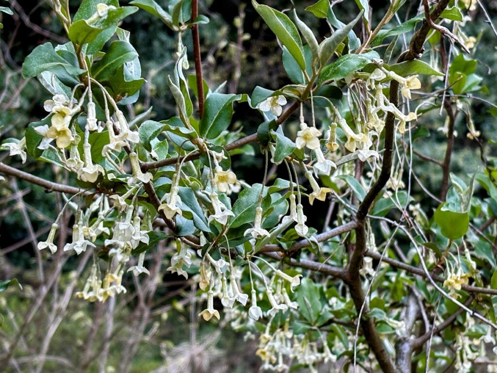 IMG_7056-EDIT-1024x768 春ジャガの追肥+土寄せ(中耕)