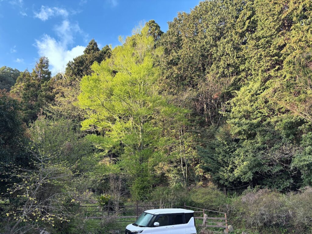 IMG_7061-EDIT-1024x768 マスターズ開幕