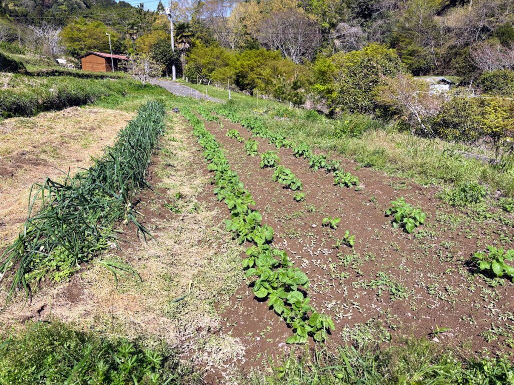 IMG_7083-1024x768 健康食材