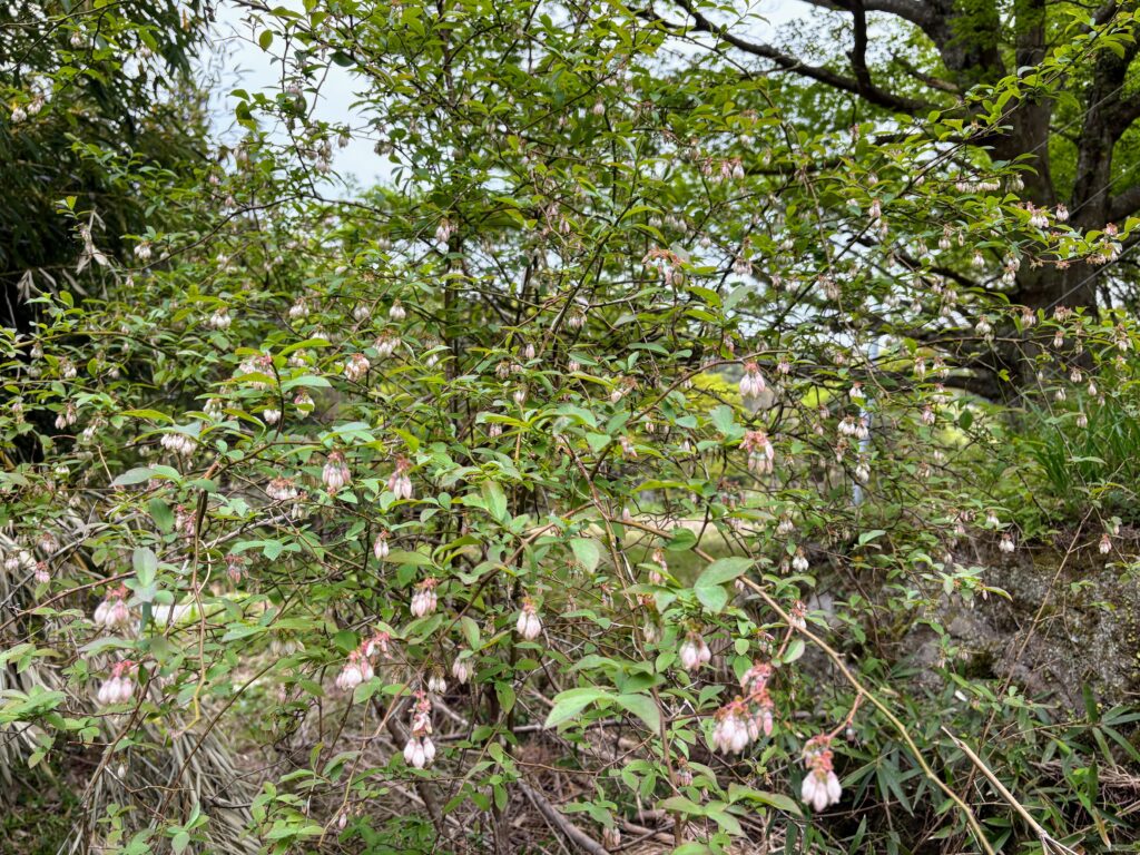 IMG_7097-1024x768 新緑の候いかがお過ごしですか