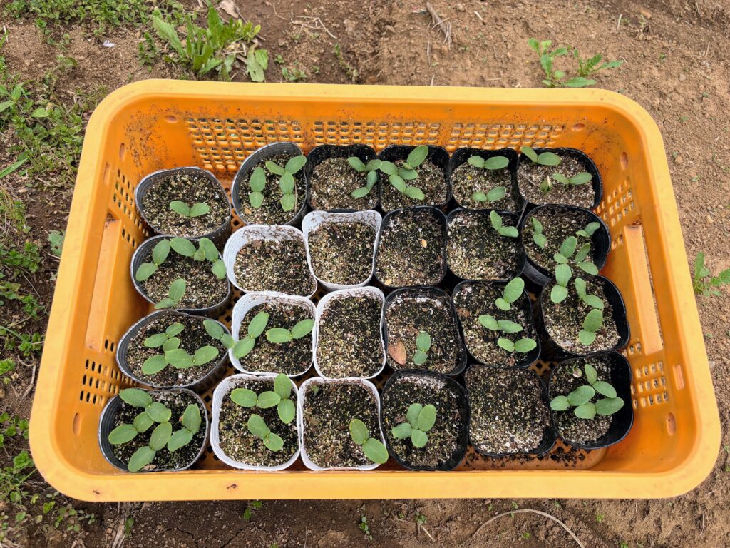 IMG_7102-1024x768 新緑の候いかがお過ごしですか