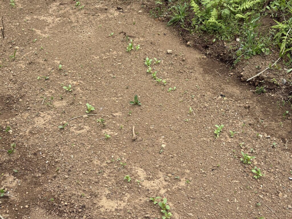 IMG_7106-1024x768 新緑の候いかがお過ごしですか