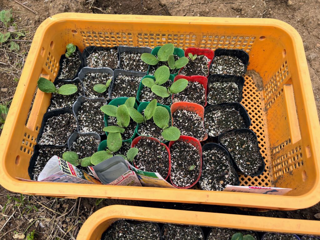 IMG_7107-1024x768 新緑の候いかがお過ごしですか