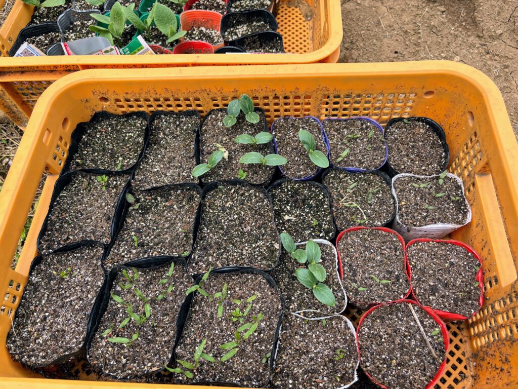 IMG_7108-1024x768 新緑の候いかがお過ごしですか