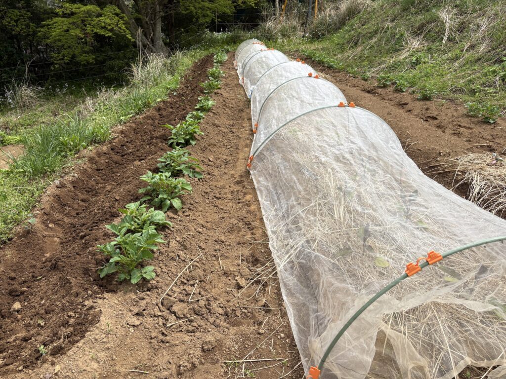 IMG_7110-1024x768 新緑の候いかがお過ごしですか