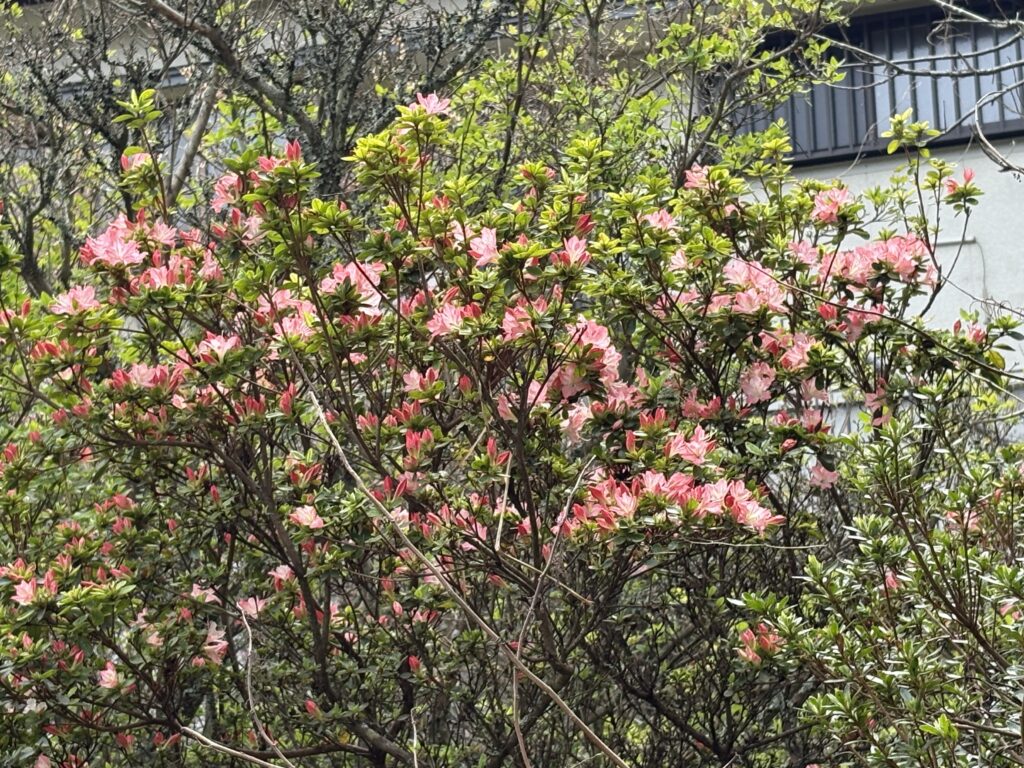 IMG_7116-1024x768 新緑の候いかがお過ごしですか