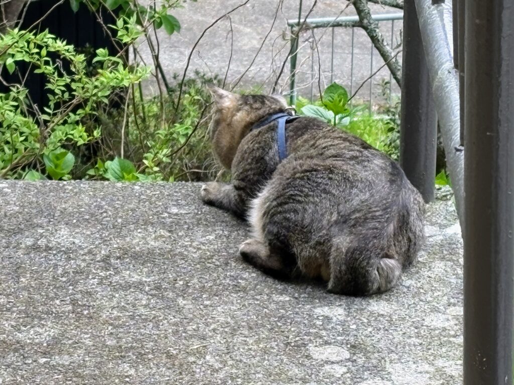 IMG_7124-1024x768 新緑の候いかがお過ごしですか